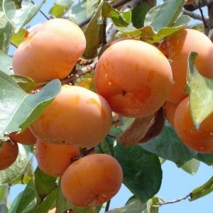 陽(yáng)豐柿子