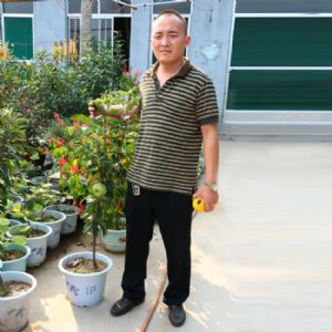 柱狀蘋果